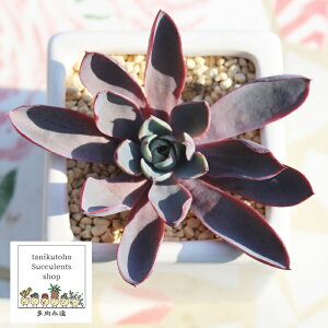 w MTCY GPxA ؍c Echeveria hera KN A ^ [bg^Cv ꂢ 킢 ϗtA