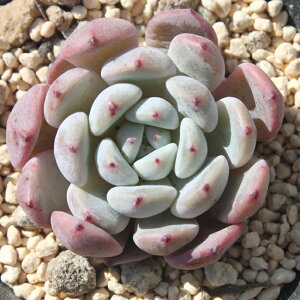 re GPxA MTCY5.5cm|bg ؍c Echeveria beyonte A `^ [bg^Cv ꂢ 킢