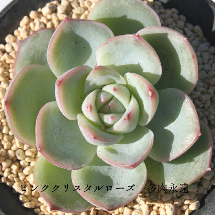 楽天市場 ピンククリスタルローズ エケベリア Mサイズ6cmポット 韓国苗 薔薇咲 ロゼット 多肉植物 株式会社多肉永遠楽天市場店
