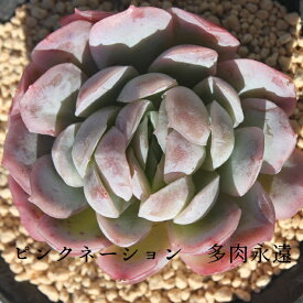 ピンクネーション　 エケベリア Mサイズ6cmポット 韓国苗 薔薇咲 ロゼット 多肉植物