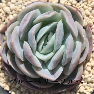 u[x[\x GPxA MTCY6cm|bg ؍c Echeveria BLUEBERRYSORBET KN A `^ [bg^Cv ꂢ 킢