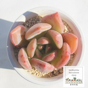 sNVy[ GPxA MTCY6cm|bg Echeveria pink champain KN A `^ [bg^Cv ꂢ 킢