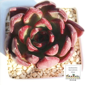 プレート Mサイズ エケベリア 韓国苗 Echeveria PLATO 薔薇咲 多肉植物 小〜中型種 ロゼットタイプ きれい かわいい 観葉植物