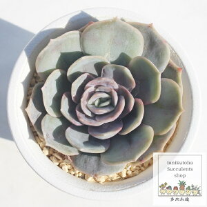 u[TvCY GPxA MTCY6cm|bg Echeveria blue suprise KN A `^ [bg^Cv