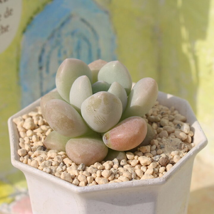 楽天市場】バブルガム エケベリア Mサイズ5.5cmポット 韓国苗  