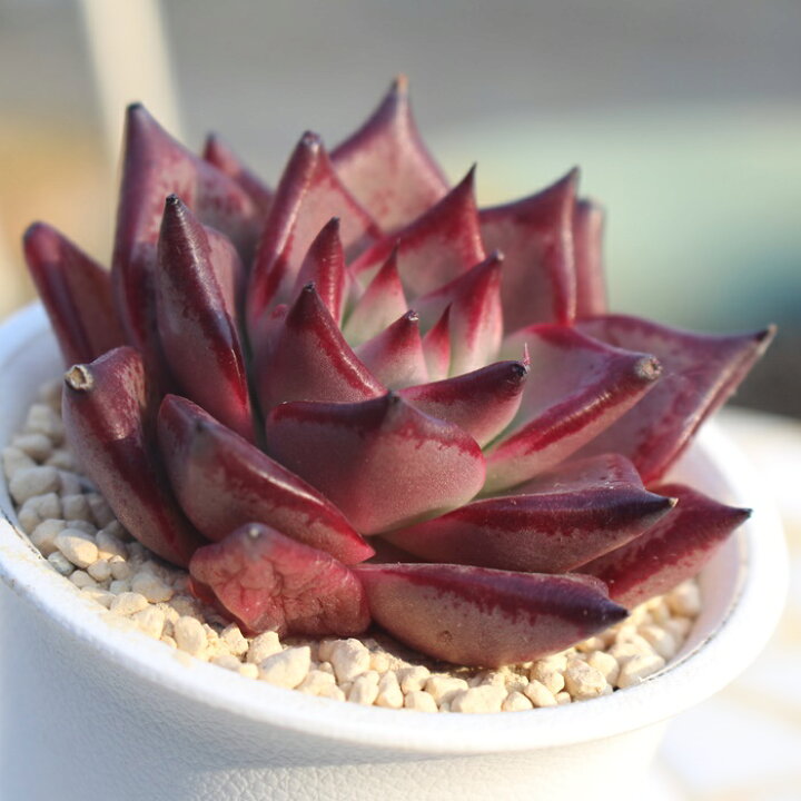 楽天市場】ブラッディーロメオ エケベリア Mサイズ 韓国苗 Echeveria 