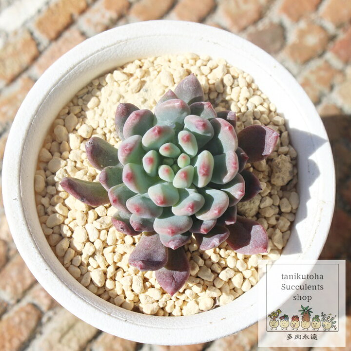 楽天市場】ブルーアップル エケベリア Mサイズ5.5cmポット Echeveria 