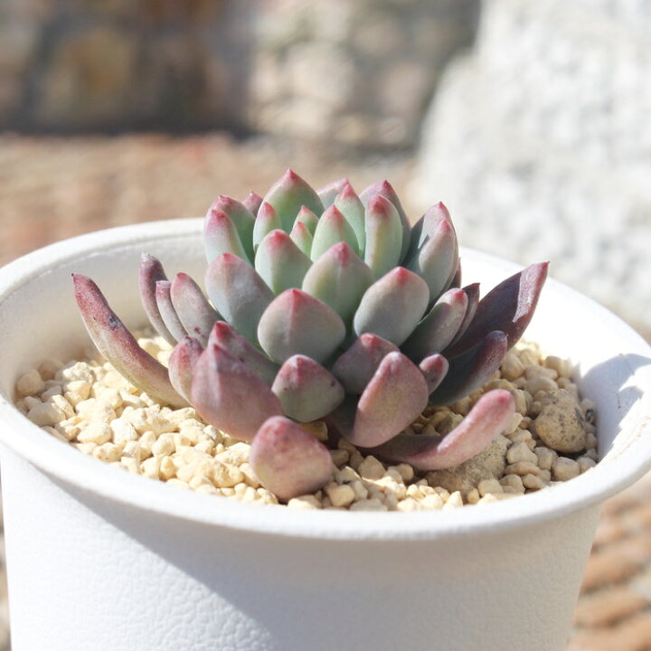 楽天市場】ブルーアップル エケベリア Mサイズ5.5cmポット Echeveria 