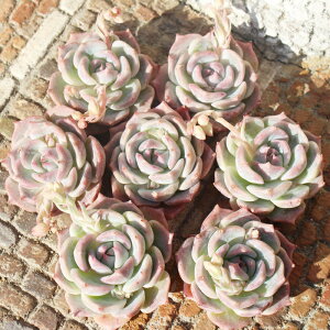 sJ`[ ؍c GPxA 5.5cm|bg Echeveria pikachu KN A [bg^Cv