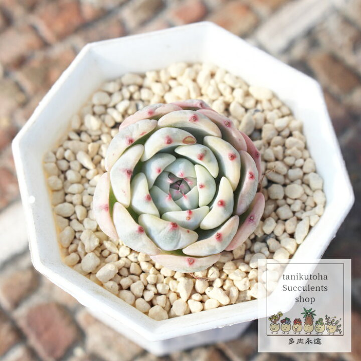 楽天市場】ブルーミニマ錦 カット苗 韓国苗 エケベリア Mサイズ5.5cm  