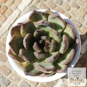 ブラックシャワー エケベリア Mサイズ 5.5cmポット Echeveria blackshowar 薔薇咲 多肉植物 小〜中型種 ロゼットタイプ きれい かわいい
