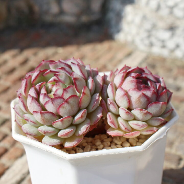 楽天市場】多肉植物 ビンセントカトー Echeveria 