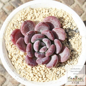 P ixt GPxA MTCY5.5cm|bg Echeveria budouhime KN A `^ [bg^Cv ꂢ 킢