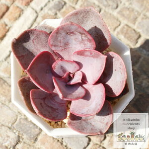 bhXJC GPxA MTCY5.5cm|bg Echeveria red sky KN A `^ tdˊ^Cv ꂢ 킢