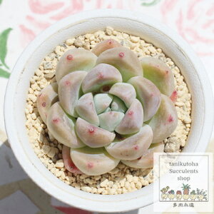 ق؂ ixt GPxA MTCY5.5cm|bg A `^