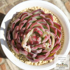 o^CLbX ixt GPxA MTCY5.5cm|bg Echeveria KN A `^ [bg^Cv ꂢ 킢