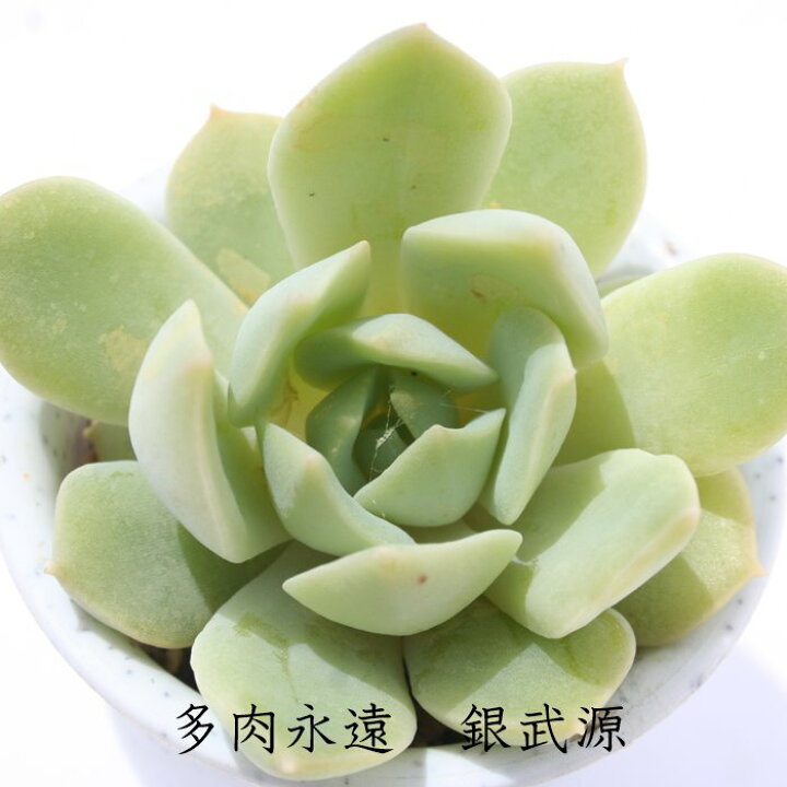 楽天市場】銀武源 エケベリア Mサイズ5.5cmポット 多肉植物 小〜中型 