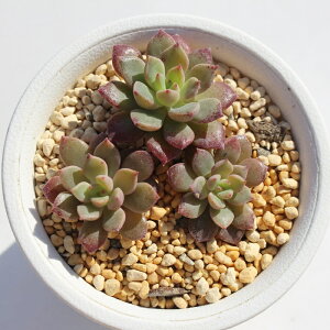 O[Gh GPxA MTCY5.5cm|bg A Echeveria cv 'Green Emerald'