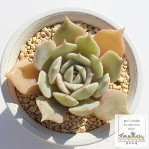  GPxA MTCY 5.5cm|bg A `^ Echeveria kokoro