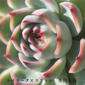 コロラータ×スリョン エケベリア Mサイズ 5.5cmポット 韓国苗 多肉植物