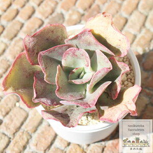 LbVO Jbgc 5.5cm|bg GPxA A ^