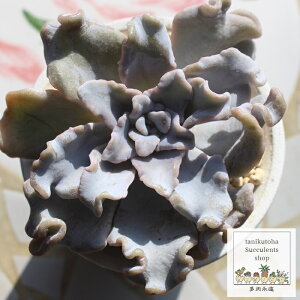 クリスペートビューティー エケベリア 5.5cmポット 韓国苗 多肉植物 小〜中型種