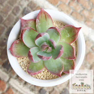 カシオス エケベリア Mサイズ 5.5cmポット 多肉植物 小〜中型種 Echeveria cacios