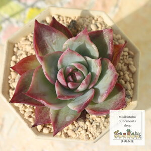 JVIX GPxA MTCY5.5cm|bg A `^ Echeveriacacios variegata