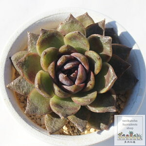 JtFI ixt GPxA Echeveria Cafe au lait MTCY 5.5cm|bg A `^