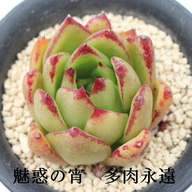 魅惑の宵 エケベリア Mサイズ5.5cmポット Echeveria cv 'macsony' 薔薇咲 多肉植物 小〜中型種 ロゼットタイプ きれい かわいい