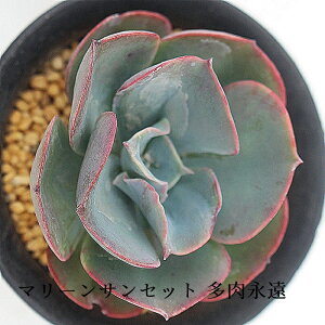 }[TZbg GPxA MTCY6cm|bg Echeveria marin sunset KN A ^ td˂^Cv