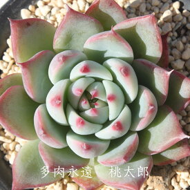 桃太郎 エケベリア Mサイズ6cmポット Echeveria CHIHUAHUALINZE 薔薇咲 多肉植物 小〜中型種 ロゼットタイプ きれい かわいい