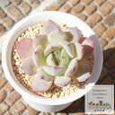魅惑の月夜 エケベリア Mサイズ5.5cmポット Echeveria miwakunotukiyo 薔薇咲 多肉植物 小〜中型種 ロゼットタイプ きれい かわいい