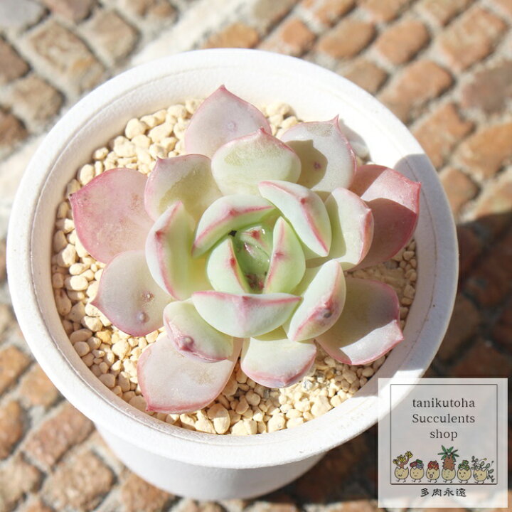 楽天市場】エケベリア 魅惑の月夜 多肉植物 Echeveria 