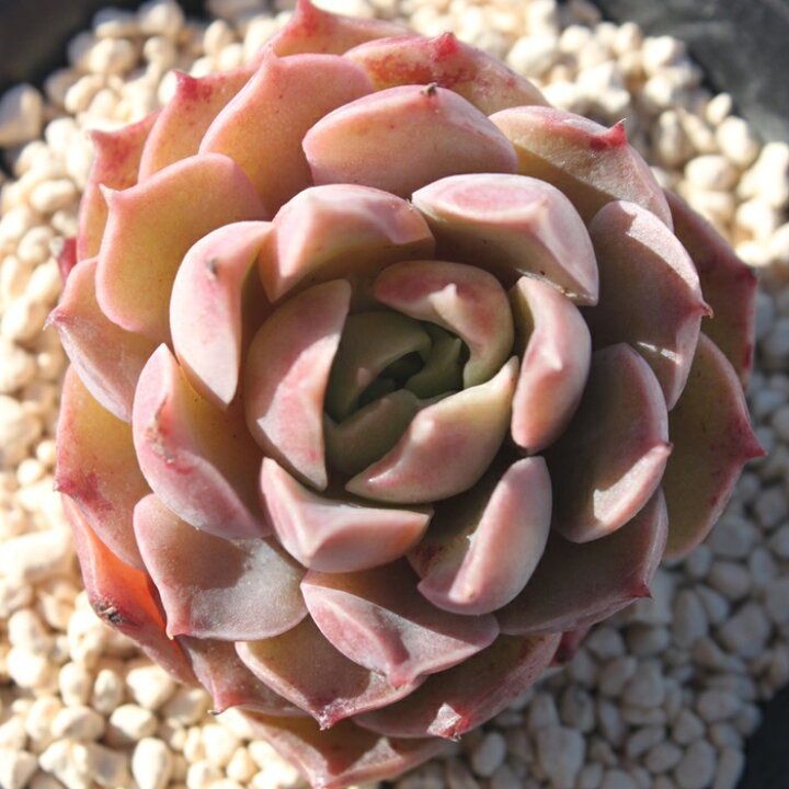 楽天市場】モヒカン エケベリア Mサイズ6cmポット 韓国苗 Echeveria 