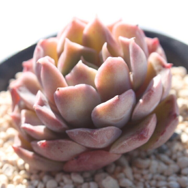 楽天市場】モヒカン エケベリア Mサイズ6cmポット 韓国苗 Echeveria 