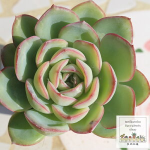 [jOf[ GPxA ؍c Echeveria MORNING DUE KN A ^ [bg^Cv ꂢ 킢 ϗtA