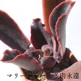 マリートゥー カット苗 エケベリア Mサイズ5.5cmポット Echeveria mary too 薔薇咲 多肉植物 中型種 葉を重ねるタイプ きれい かわいい
