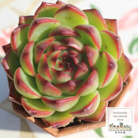 ムーンストーン エケベリア 7.5cmポット 韓国苗 Echeveria MOON STONE 薔薇咲 多肉植物 小〜中型種 ロゼットタイプ きれい かわいい 観葉植物