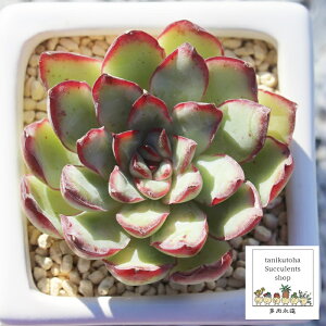LVRvhjX GPxA MTCY 6cm|bg ؍c Echeveria MEXICO PRIDONIS KN A `^ [bg^Cv ꂢ 킢 ϗtA