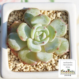 モントブランク Mサイズ エケベリア 韓国苗 Echeveria MONT BLANK 薔薇咲 多肉植物 小〜中型種 ロゼットタイプ きれい かわいい 観葉植物