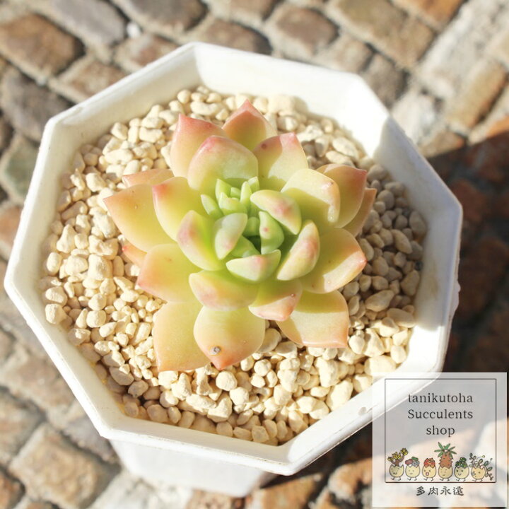 楽天市場】マッコス錦 エケベリア Mサイズ5.5cmポット 韓国苗  