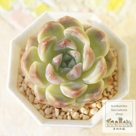 抹茶大福 永遠ラベル付き エケベリア Mサイズ5.5cmポット Echeveria macchadaifuku 薔薇咲 多肉植物 小～中型種 ロゼットタイプ きれい かわいい