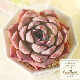 桃黒大福 永遠ラベル付き エケベリア Mサイズ5.5cmポット Echeveria momokurodaifuku 薔薇咲 多肉植物 小～中型種 ロゼットタイプ きれい かわいい