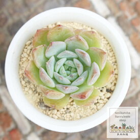 桃葡萄大福 多肉永遠ラベル付き エケベリア Mサイズ5.5cmポット 薔薇咲 多肉植物 小〜中型種