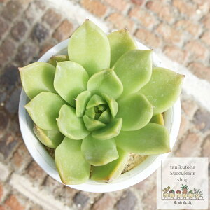 メロンシャーベット 永遠ラベル付き エケベリア Mサイズ 5.5cmポット 多肉植物 小〜中型種