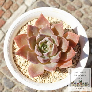 KNP ixt GPxA MTCY5.5cm|bg Echeveria momobalahime KN A `^ [bg^Cv ꂢ 킢