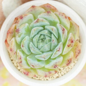 啟 ixt GPxA MTCY 5.5cm|bg Echeveria momozora daifuku KN A `^ [bg^Cv ꂢ 킢