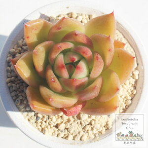 魅惑の薔薇 永遠ラベル付 エケベリア Mサイズ5.5cmポット Echeveria miwakunobara 薔薇咲 多肉植物 小〜中型種 ロゼットタイプ きれい かわいい