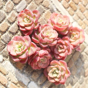 m[u GPxA 1 MTCY 5.5cm|bg ؍c Echeveria noble A KN炫 ^ ^Cv